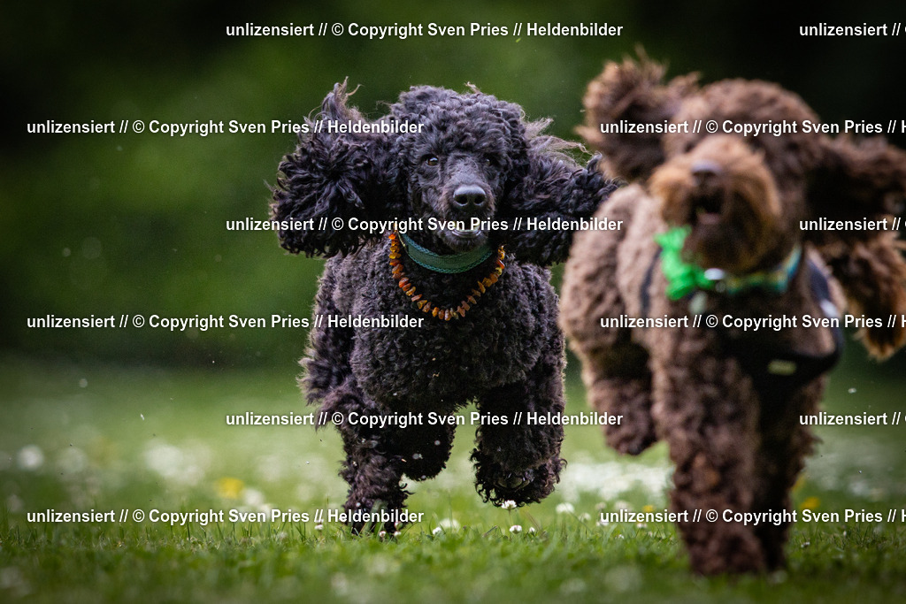 Sven Pries | 2025-05-29 - Pudelrennen KA-Durlach - Realisiert mit Pictrs.com