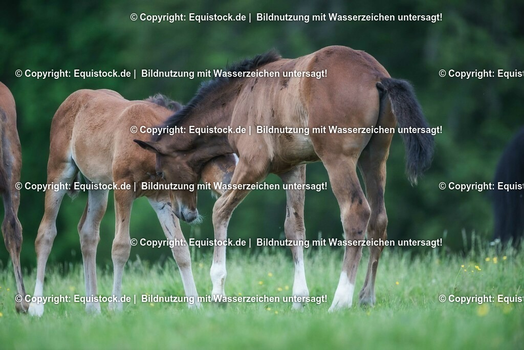 20210617_Fohlen_0352 | Foto: Thomas Hartig