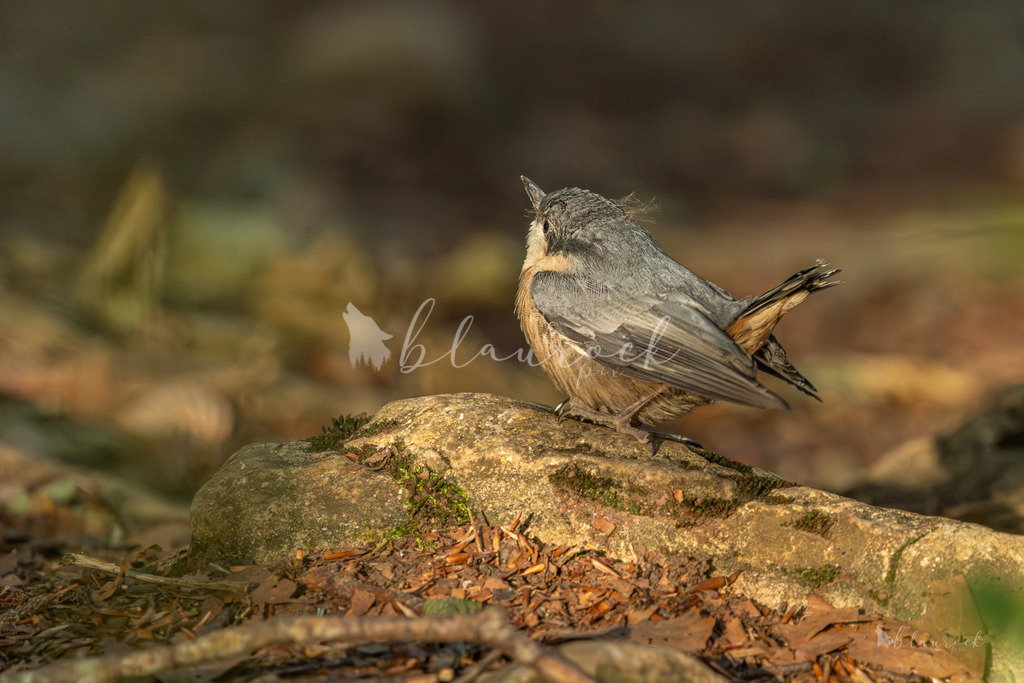 701A2174 | Sportbilder, Sportfotograf, Hochzeits- und Eventfotografin, Flugshows, Portraits und Tiershooting, Aviation, Downhill, Nationalleague, Swissleague, International