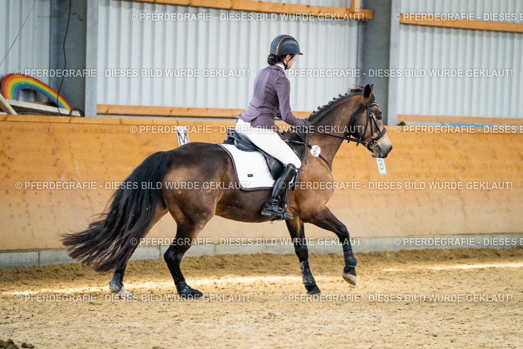 DSC01179 | Pferdegrafie