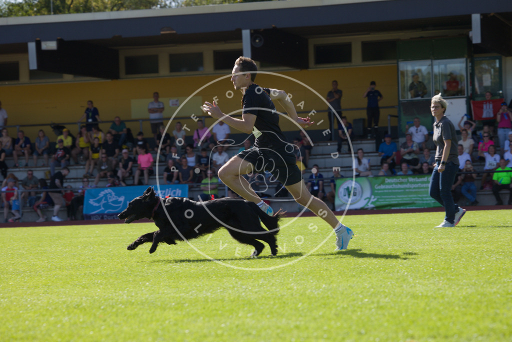 0L8A8001 | Hundefotografie, Tierfotograf, Pfotenfotografie, Fotoshooting Hund, Hunde Portrait, Hundesport, Hundeportraits, Heideshooting, Hunde, Sportfotograf, Hundefotograf, Turnierhundsport, THS,  - Realisiert mit Pictrs.com