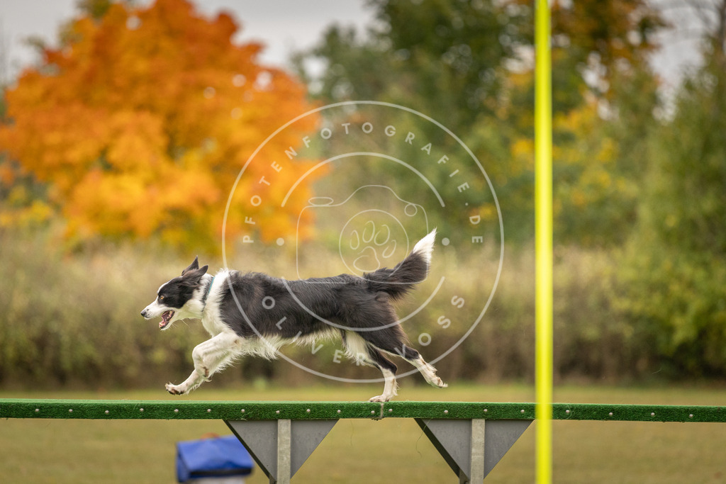 Pfotenfotografie_DV3A6498 | Hundefotografie, Tierfotograf, Pfotenfotografie, Fotoshooting Hund, Hunde Portrait, Hundesport, Hundeportraits, Heideshooting, Hunde, Sportfotograf, Hundefotograf, Turnierhundsport, THS,  - Realisiert mit Pictrs.com