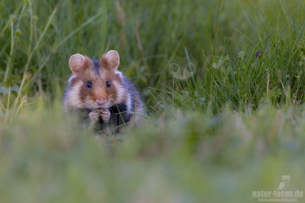 R5NF7247_20240512 | Der Feldhamster (Cricetus cricetus) ist die einzige Art der Gattung Hamster in Europa und etwa so groß wie ein Meerschweinchen. Er legt einen weit verzweigten Bau unter dem Acker an. Der hübsche Nager ernährt sich von Getreide und anderen Feldfrüchten und hält von circa Oktober bis April einen festen Winterschlaf. - Realisiert mit Pictrs.com