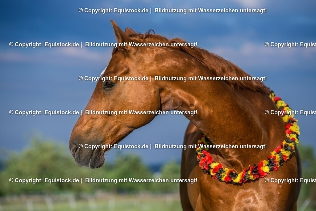 20160624_Deutschland_Fan_0003 | Foto: Thomas Hartig