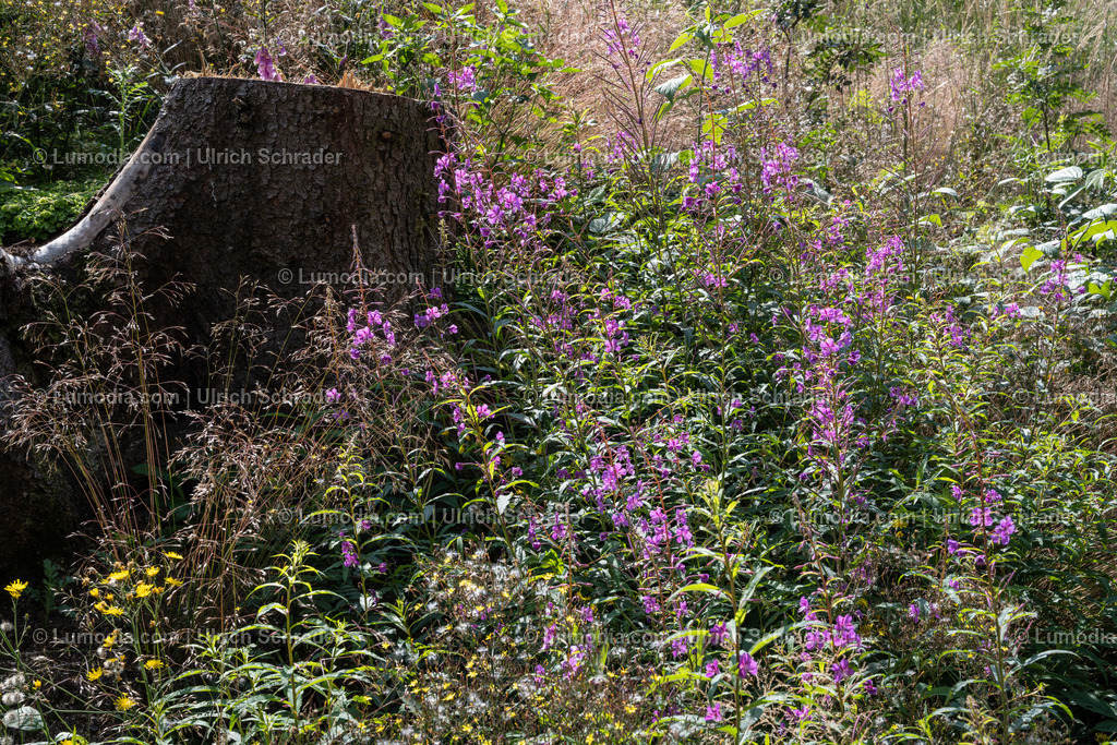 10049-12486 - Trautenstein im Oberharz | Stockfoto und Bilderpool mit Bildmaterial aus Deutschland, dem Harz, Halberstadt, Quedlinburg, Wernigerode und weltweit. Qualitativ hochwertige und professionelle Fotos anschauen und kaufen. - Realisiert mit Pictrs.com
