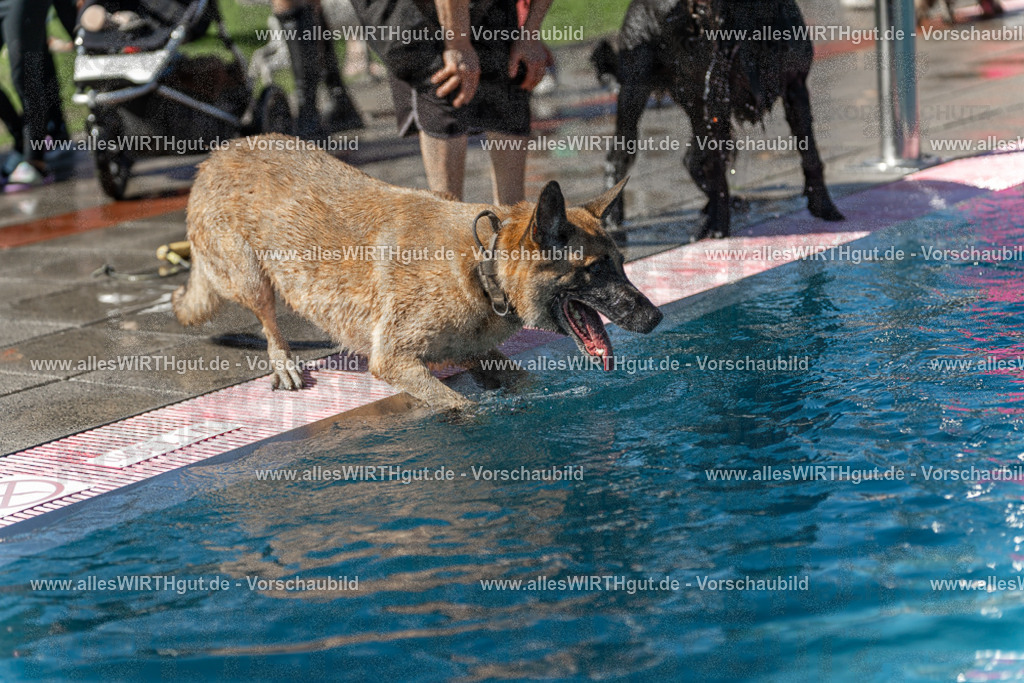 Hundeschwimmen_Volksbad_2026-allesWIRTHgut_Tierfotografie-2609061159-110947-7R500039 | Professionelle Tierfotografie in Mönchengladbach von Daniel Wirth (allesWIRTHgut). Liebevolle & natürliche Bilder von Hunden & Katzen für unvergessliche Erinnerungen.