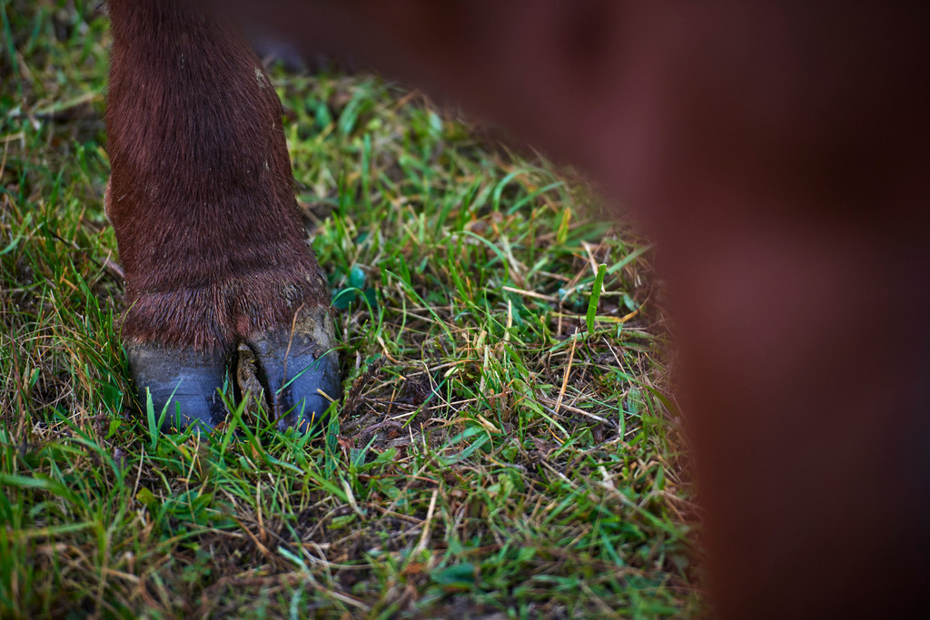 Zickentaler Moorochse | Rohr, Austria - May 12, 2012: Zickentaler Moorochse, Huf des Moorochsen im Gras. - Realisiert mit Pictrs.com