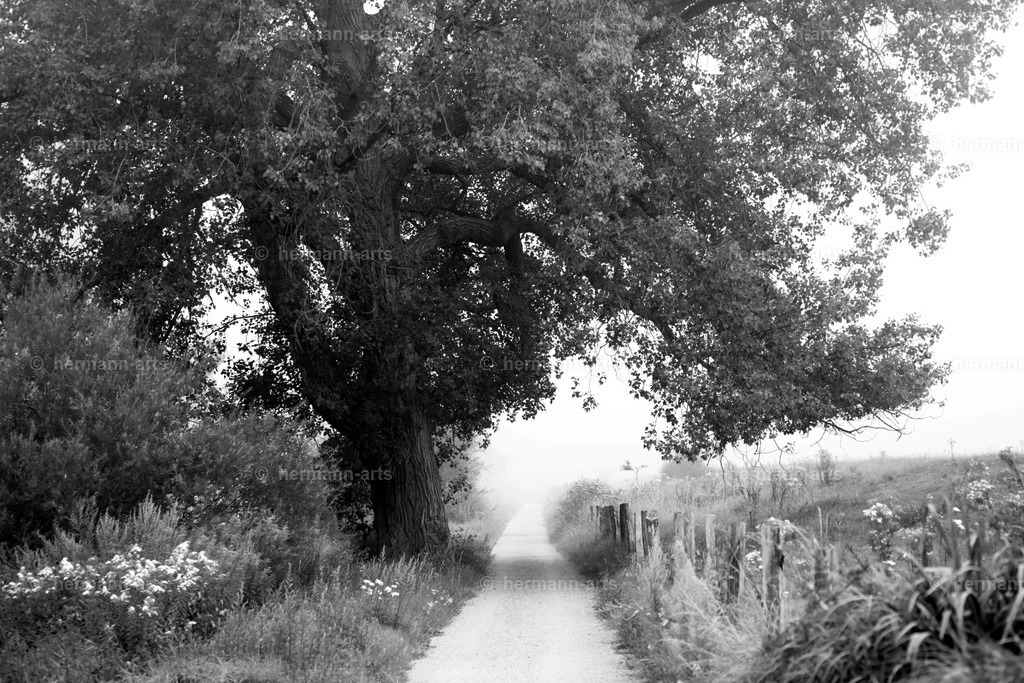 Trees_fine_Art_0019 | Photo Foto Kunst Art schwarzweiss Bilder Rheine Münster Berlin Blumen 