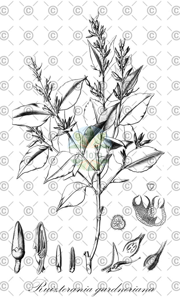 HistAbb_wfo-0000122750_1_ENZY_Simple | Historische Abbildung von Ruizterania gardneriana - Vochysiaceae | Historical Illustration of Ruizterania gardneriana - Vochysiaceae