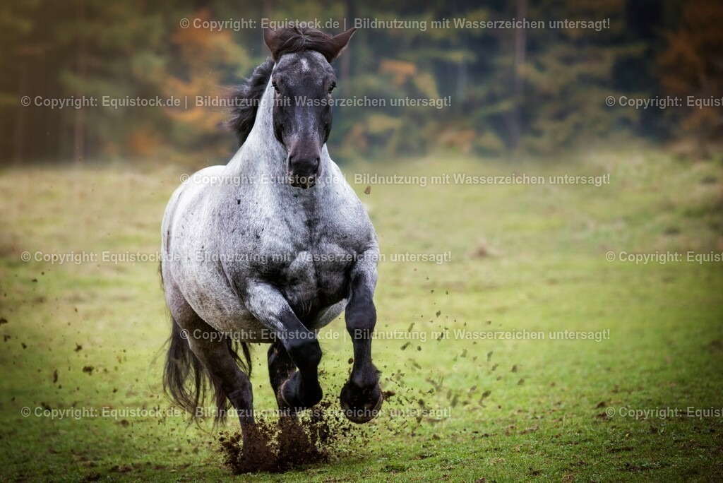 20151014_TOMsPiC_0300 | equistock