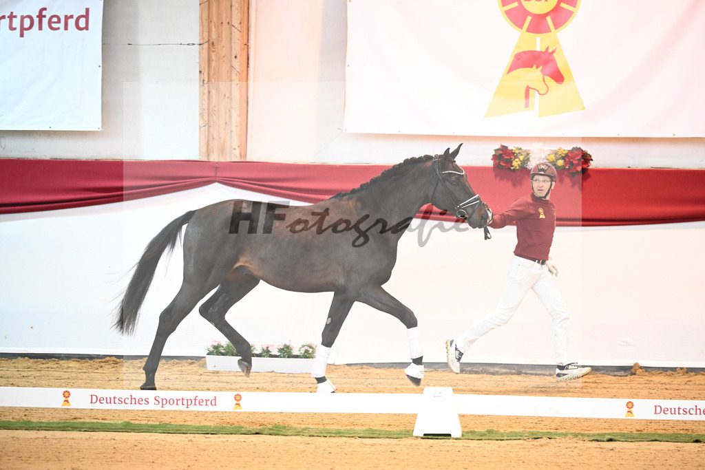 Kat-Nr. 37 Jovian x Lord Sinclair I_Meyer_43231936 | hf-fotografie - Realisiert mit Pictrs.com