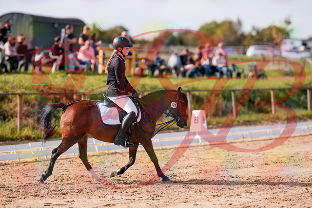 2026_10_03_Siefer-Hof_120702_Z81_08482989 | Professionelle Reitsport-, Turnier- und Eventfotografie von Robert Broda. Galerien mit ausgewählten und bearbeiteten Bildern direkt online ansehen und bestellen.
