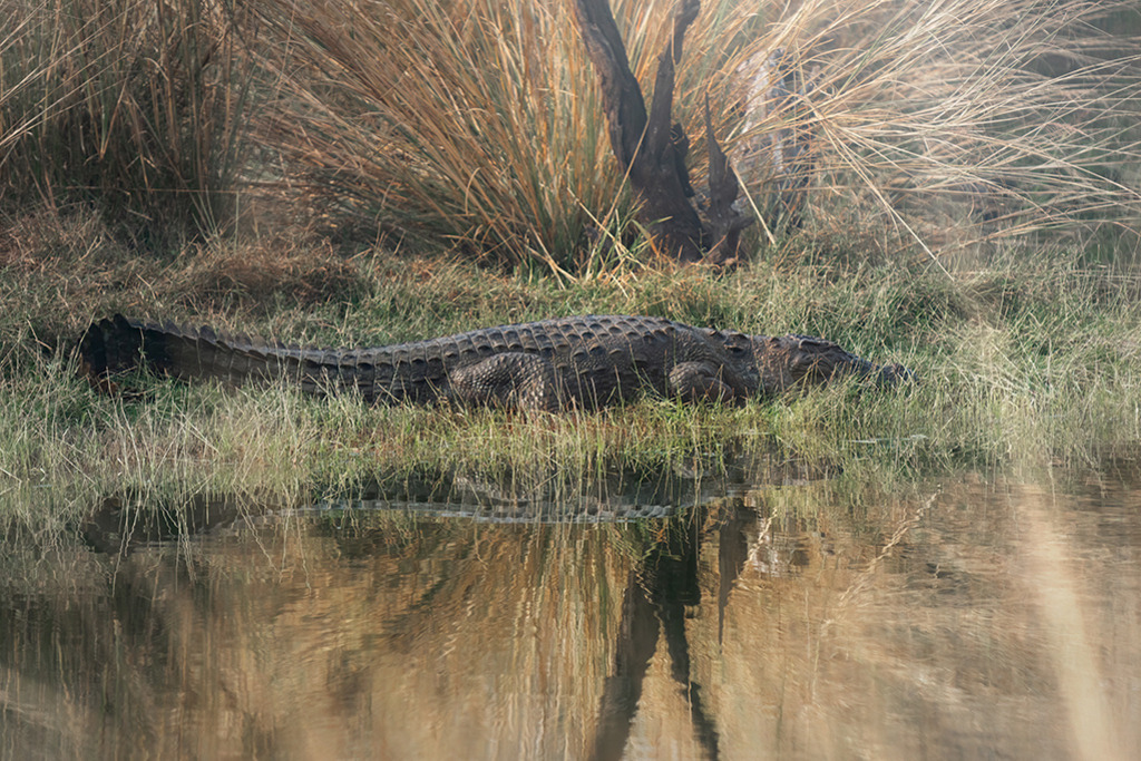 Sumpfkrokodil | Indien | Premium-Wandbild von justsomewhere.com: Ein großes indisches Sumpfkrokodil ruht auf einem grünen Grasstreifen am Ufer eines Gewässers im Ranthambore National Park, während sich seine Silhouette und das trockene Schilf sanft im Wasser spiegeln. - Realisiert mit Pictrs.com