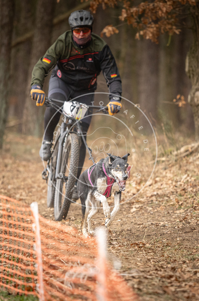 Pfotenfotografie_DV3A3464 | Hundefotografie, Tierfotograf, Pfotenfotografie, Fotoshooting Hund, Hunde Portrait, Hundesport, Hundeportraits, Heideshooting, Hunde, Sportfotograf, Hundefotograf, Turnierhundsport, THS,  - Realisiert mit Pictrs.com