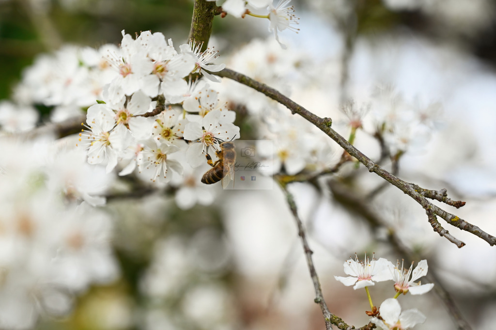 Makro - tierisch (15) | Buche Fotoshootings und entdecke hochwertige Fotoprodukte bei Mathias Ku Photos. Personalisiert, kreativ & mit Liebe zum Detail. Jetzt informieren! - Realisiert mit Pictrs.com