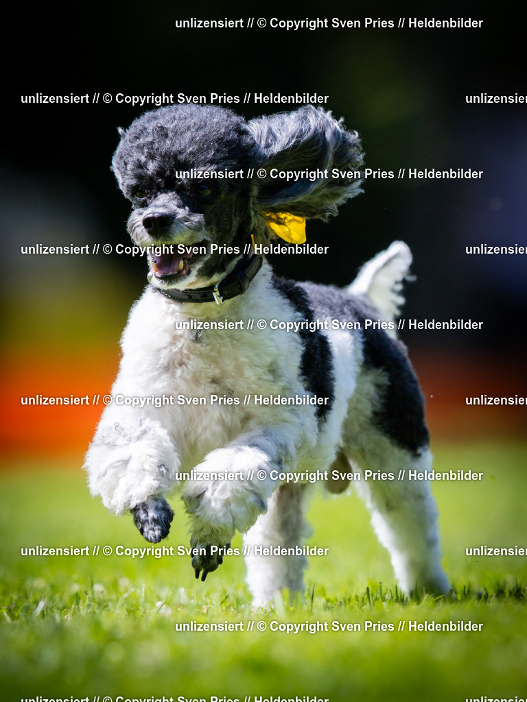 Sven Pries | 2025-08-10 - Hunderennen Durlach - Realisiert mit Pictrs.com