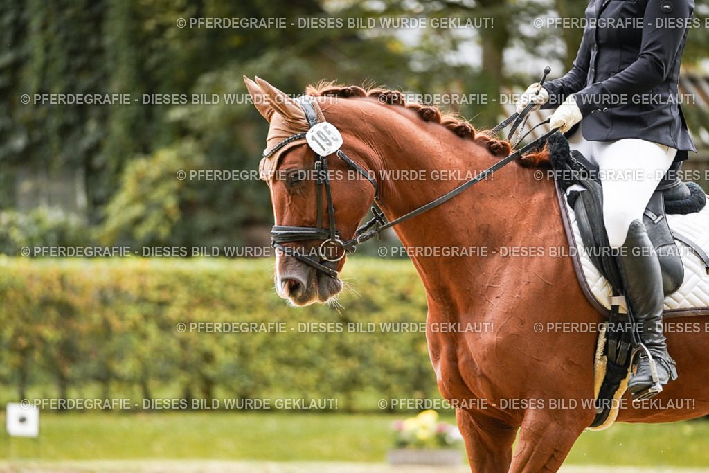 DSC08281 | Pferdegrafie