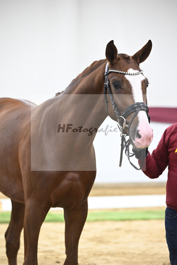 Kat-Nr. 54 Bonds x Zoom_Matthias Schlamminger GmbH_47252022 | hf-fotografie - Realisiert mit Pictrs.com