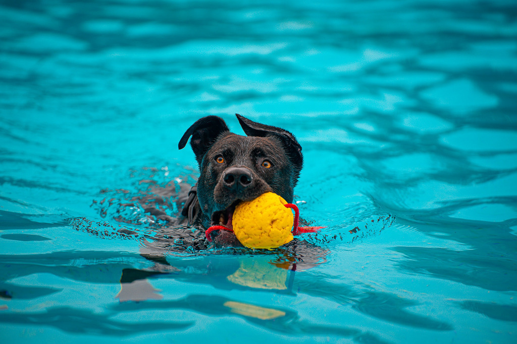 allesWIRTHgut Tierfotografie - 20210925-AWG00253 | Professionelle Tierfotografie in Mönchengladbach von Daniel Wirth (allesWIRTHgut). Liebevolle & natürliche Bilder von Hunden & Katzen für unvergessliche Erinnerungen.