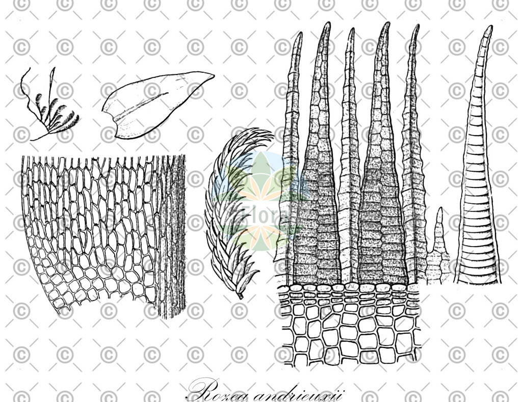 HistAbb_wfo-0000404320_1_ENZY_Simple | Historische Abbildung von Rozea andrieuxii - Leskeaceae | Historical Illustration of Rozea andrieuxii - Leskeaceae