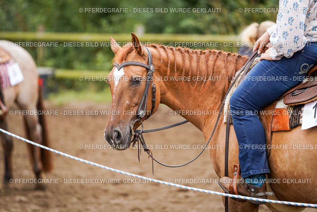 DSC02717 | Pferdegrafie