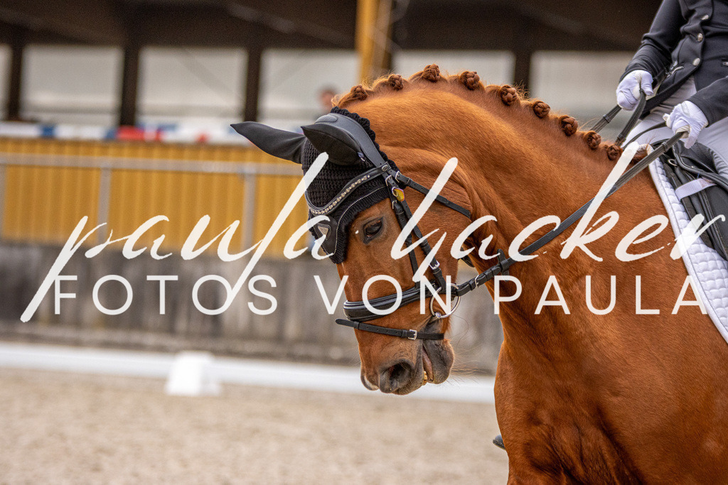 IMG_2875 | Erleben Sie dynamische Sport- und emotionale Tierfotografie in Süddeutschland mit Fotos von Paula. Spezialisiert auf Pferde- und Hundefotografie sowie Sportevents. Kontaktieren Sie mich für einzigartige und ausdrucksstarke Bilder Ihrer besonderen Momente. - Realisiert mit Pictrs.com