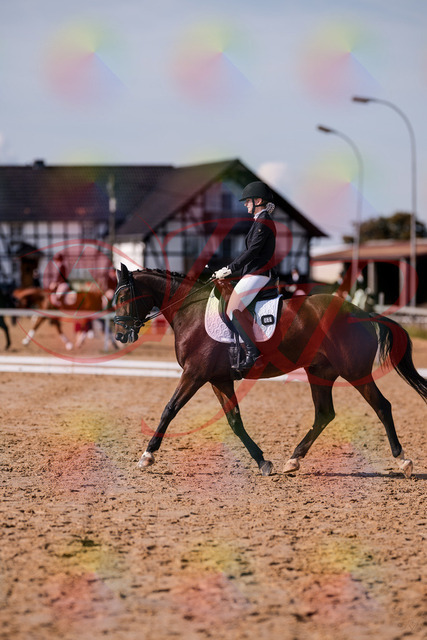 2026_10_03_Siefer-Hof_125827_Z81_48506991 | Professionelle Reitsport-, Turnier- und Eventfotografie von Robert Broda. Galerien mit ausgewählten und bearbeiteten Bildern direkt online ansehen und bestellen.
