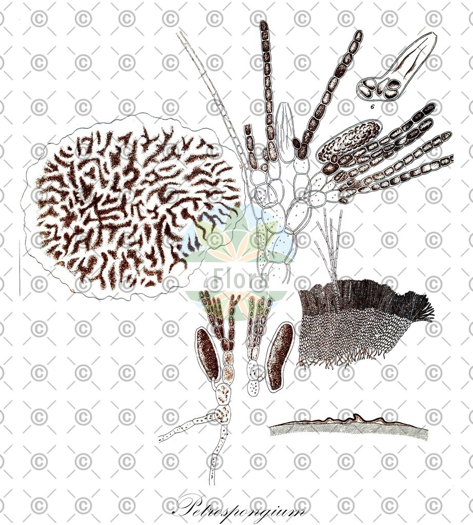 HistAbb_EMP_100575_1_SIMPLE | Historische Abbildung von Petrospongium - Petrospongiaceae (0) | Historical Illustration of Petrospongium - Petrospongiaceae (0)