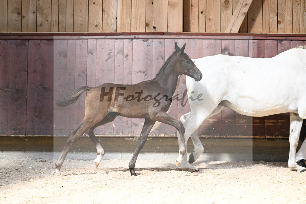 Kat-Nr. 25 HF Dynamic Dream x Serano Gold_Lommel_32240263 | hf-fotografie - Realisiert mit Pictrs.com