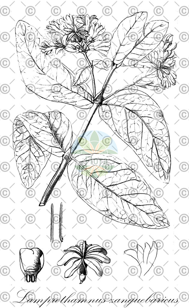 HistAbb_wfo-0000456736_1_ENZY_Simple | Historische Abbildung von Lamprothamnus zanguebaricus - Rubiaceae | Historical Illustration of Lamprothamnus zanguebaricus - Rubiaceae