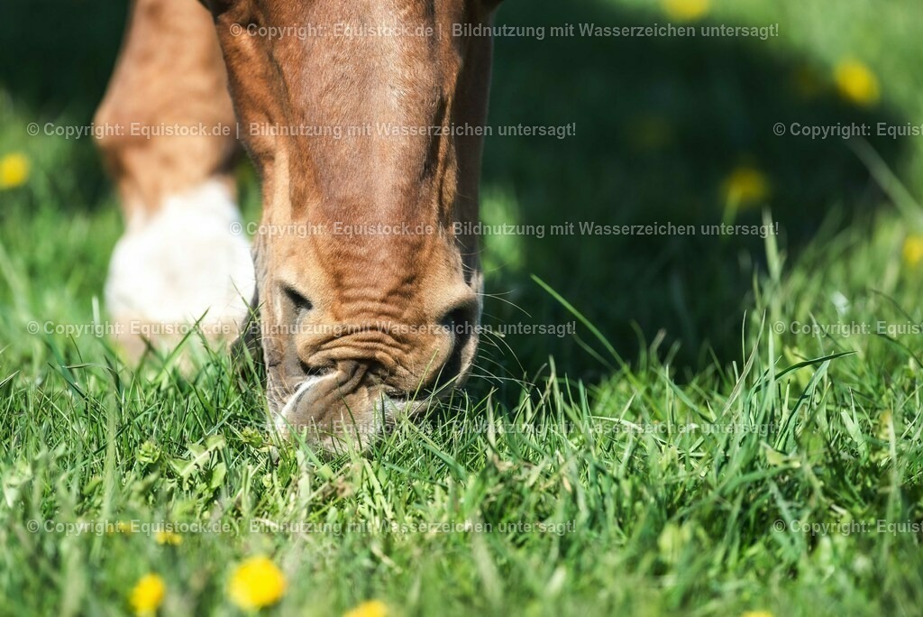 20210426_Pferd-auf-Koppel_0116 | equistock