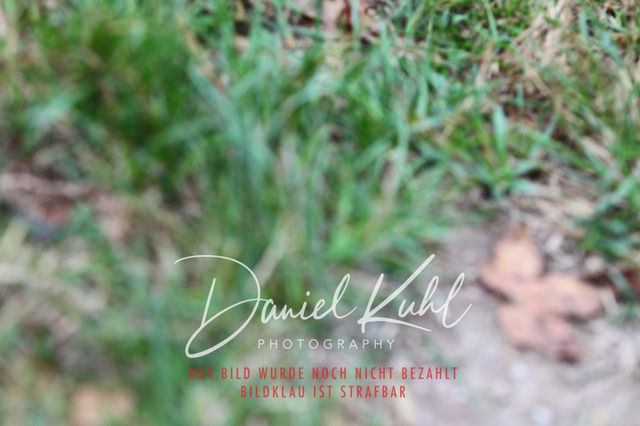 DKP40214 | Turniersportfotografie; Pferdefotografie; Dressurfotografie