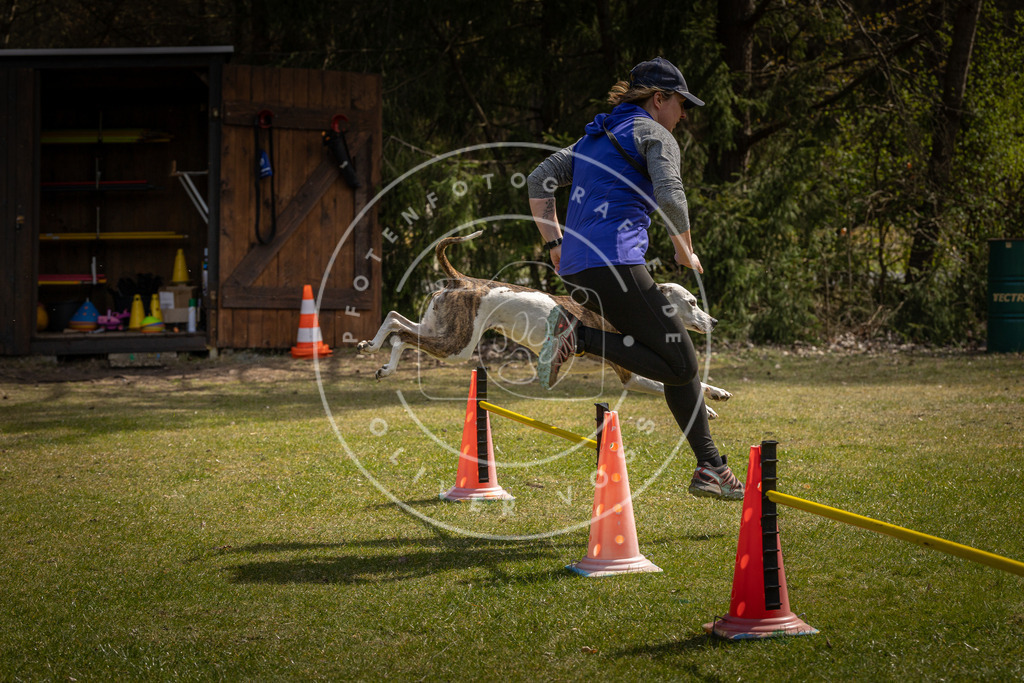 Pfotenfotografie_DV3A3768 | Hundefotografie, Tierfotograf, Pfotenfotografie, Fotoshooting Hund, Hunde Portrait, Hundesport, Hundeportraits, Heideshooting, Hunde, Sportfotograf, Hundefotograf, Turnierhundsport, THS,  - Realisiert mit Pictrs.com
