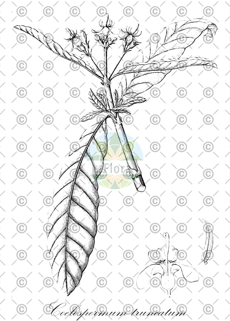 HistAbb_3RXK_1_ENZY_Simple | Historische Abbildung von Coelospermum truncatum - Rubiaceae | Historical Illustration of Coelospermum truncatum - Rubiaceae