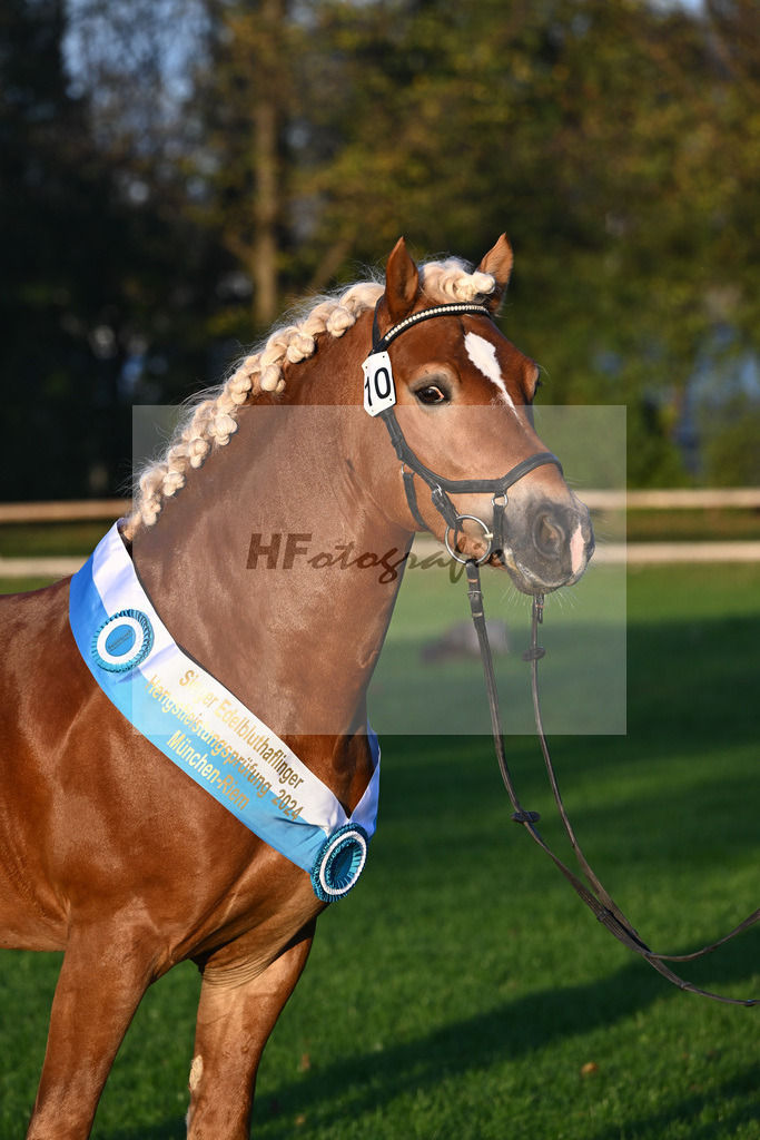 Kat-Nr. 10 Napoleon Bonaparte_Blum_44241230 | hf-fotografie - Realisiert mit Pictrs.com