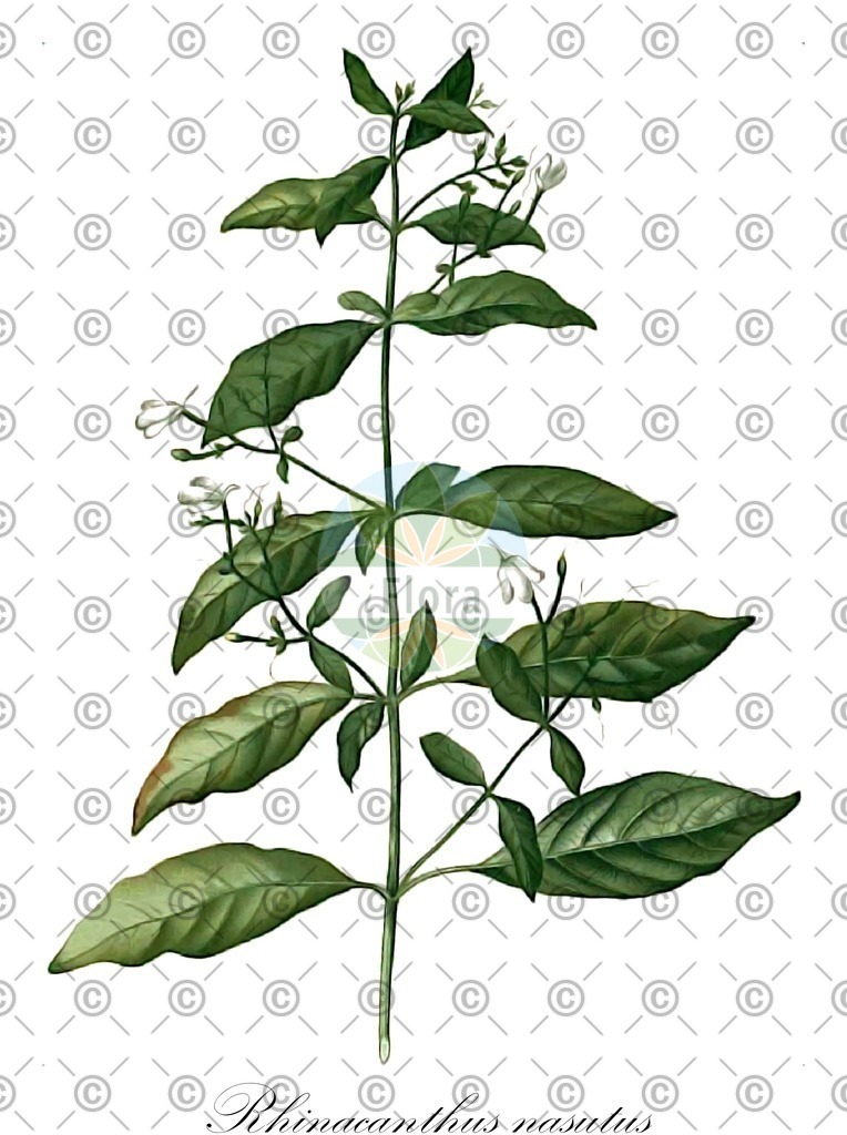 HistAbb_EMP_33445_SRC_Schlechtendal_FLORAD_SIMPLE | Historische Abbildung von Rhinacanthus nasutus - Acanthaceae | Historical Illustration of Rhinacanthus nasutus - Acanthaceae