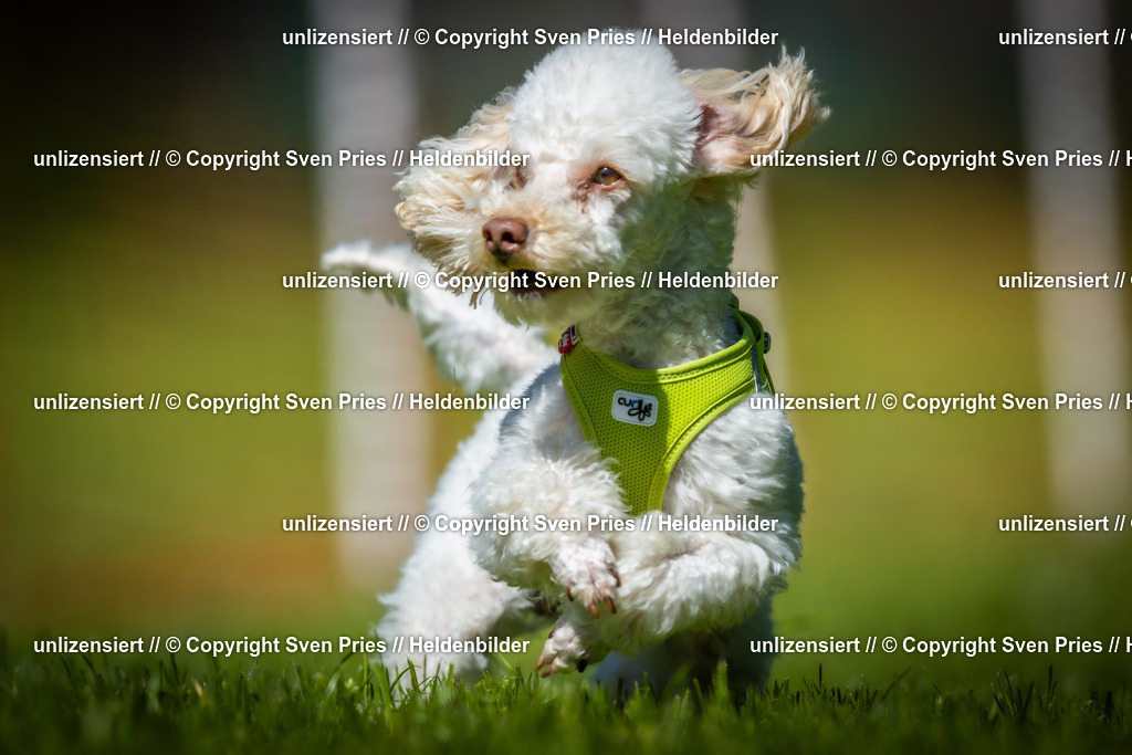Hunderennen_April_2026_614 | 2026-04-26 - Hunderennen Baden-Oos April 2026 - Realisiert mit Pictrs.com