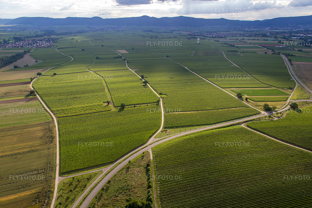 Luftbild: Weinberge an der B39 im Ortsteil Geinsheim in Neustadt im Bundesland Rheinland-Pfalz in Deutschland. Foto: IMG_090084.jpg vom 26.06.2016 durch Werner Riehm/FLY-FOTO.de