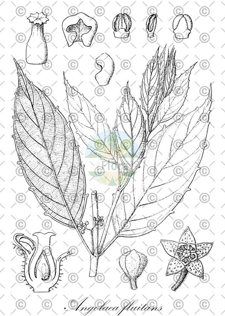 HistAbb_wfo-0000536542_133_ENZY_Simple | Historische Abbildung von Angolaea fluitans - Podostemaceae | Historical Illustration of Angolaea fluitans - Podostemaceae