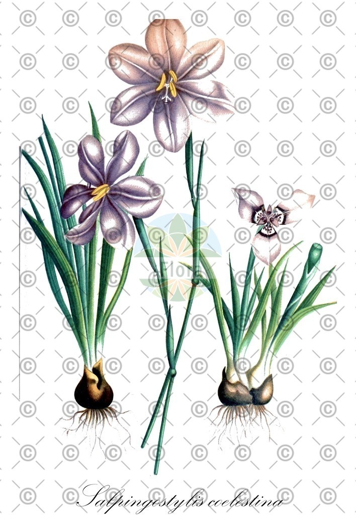 HistAbb_EMP_18045_SRC_Lindman_1901-1905_FLORAD_SIMPLE | Historische Abbildung von Salpingostylis coelestina - Iridaceae | Historical Illustration of Salpingostylis coelestina - Iridaceae (bartram's ixia)