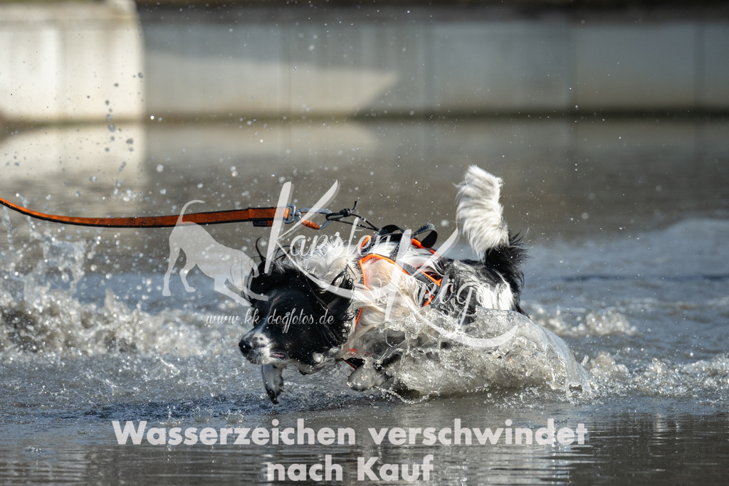 1317_ZZ95756 | kk-dogfotos