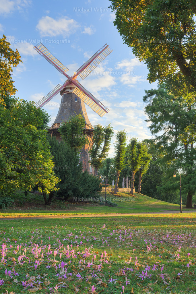 Mühle am Wall in Bremen | Diese Aufnahme zeigt die Mühle am Wall in Bremen in den frühen Morgenstunden. Im Hintergrund erhebt sich die historische Windmühle, deren Flügel sich ruhig gegen den hellen Himmel abzeichnen. Die Mühle, ein bekanntes Wahrzeichen der Stadt, steht eingebettet in eine gepflegte Grünanlage, die im Herbst besondere Farbakzente setzt.Im Vordergrund blühen Herbstzeitlose. Ihre zarten, violetten Blüten bilden einen feinen Kontrast zur Wiese und verleihen der Szene eine stille, saisonale Note. Die Komposition konzentriert sich auf das Zusammenspiel von Architektur und Natur – ein ruhiger Moment im Herzen Bremens, eingefangen mit klarer Struktur und zurückhaltender Farbwirkung. - Realisiert mit Pictrs.com