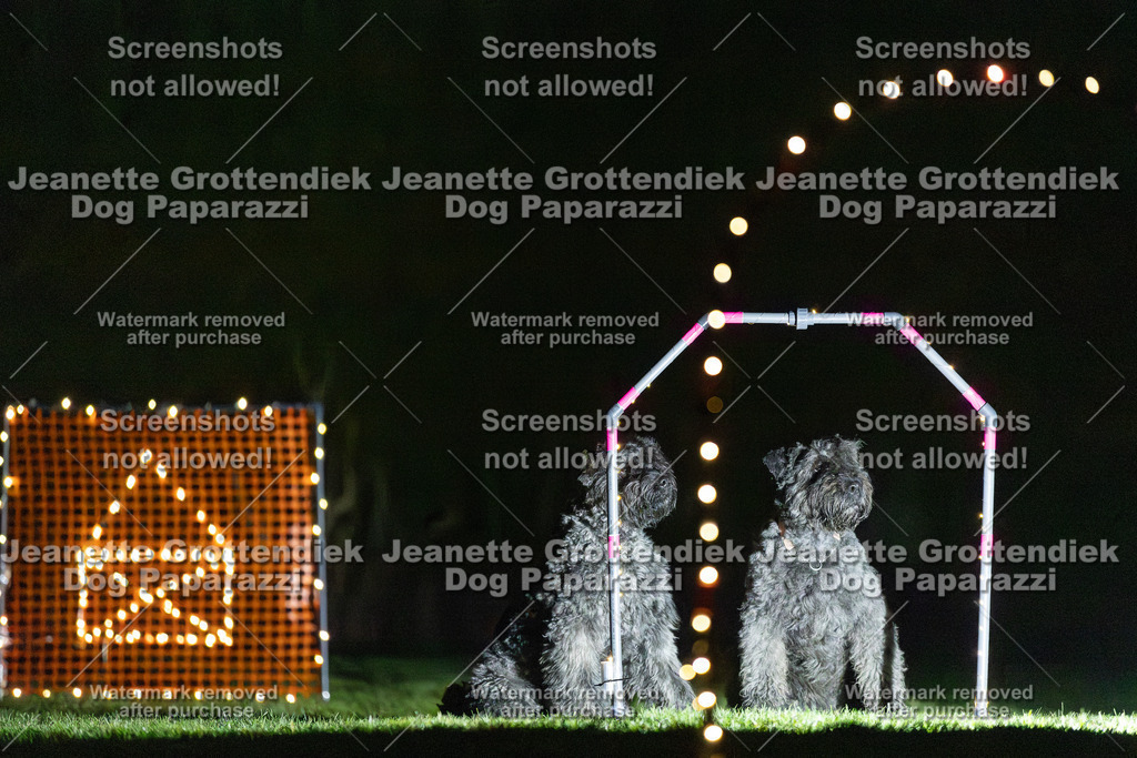 Dog Paparazzi - Hoopers  2025-7 | Dog Paparazzi Jeanette Grottendiek Fotografie & Videografie