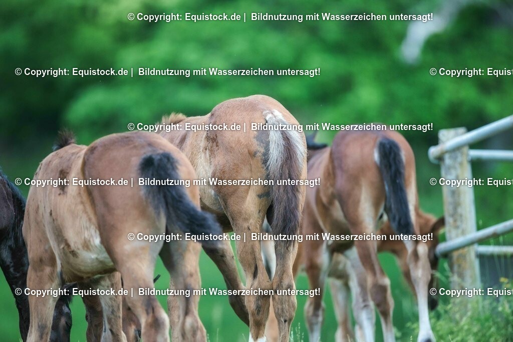 20210617_Fohlen_0394 | Foto: Thomas Hartig