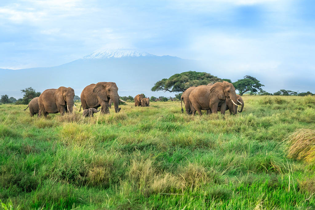 Afrikanische Elefanten vor dem Kilimandscharo | Kenia | Premium-Wandbild von justsomewhere.com: Eine Herde afrikanischer Elefanten mit einem kleinen Elefantenbaby wandert durch die grüne Savanne in Kenia vor der schneebedeckten Kulisse des Kilimandscharo unter blauem Himmel. - Realisiert mit Pictrs.com