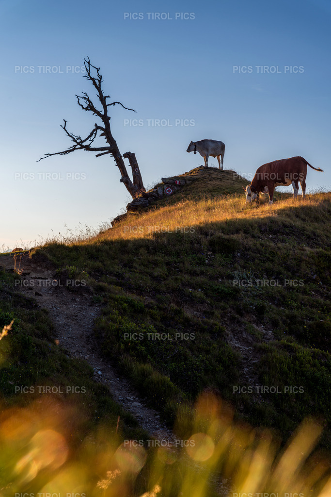 DSC_0488-Verbessert-RR-Bearbeitet | Tirolpics