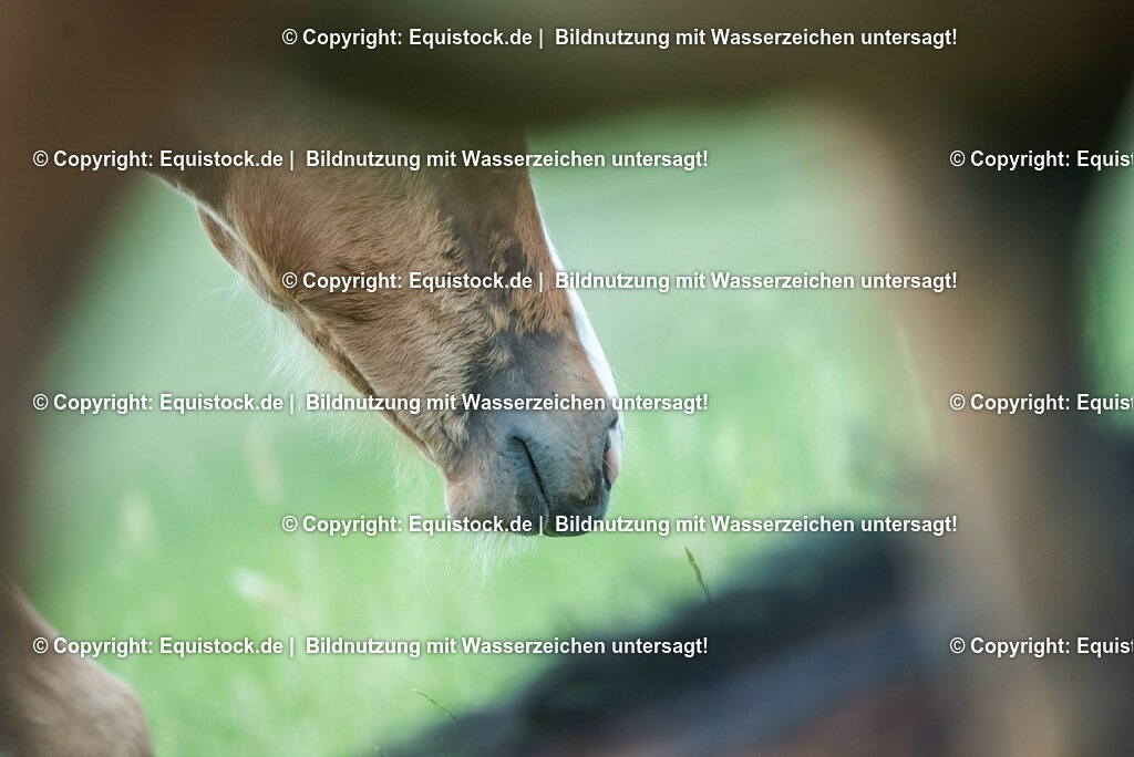 20210617_Fohlen_0383 | Foto: Thomas Hartig