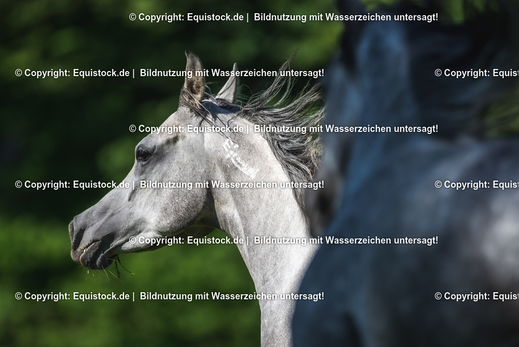 20210617_Araber_Marbach_Koppel_0091 | Foto: Thomas Hartig