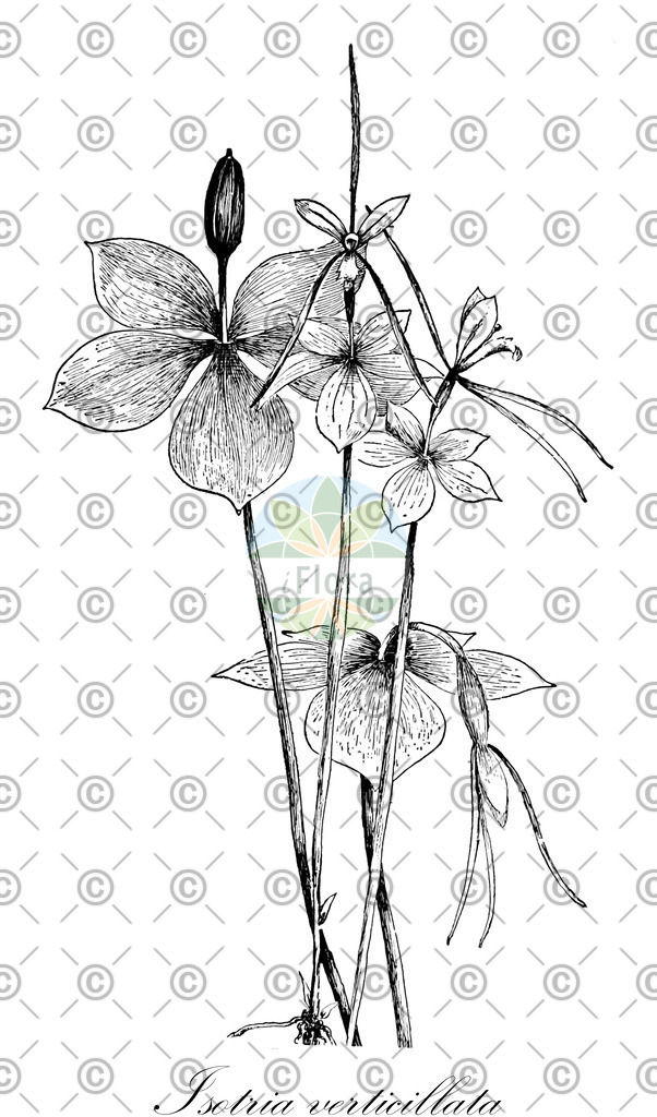 HistAbb_FALSCH_22_ENZY_Simple | Historische Abbildung von Isotria verticillata - Orchidaceae | Historical Illustration of Isotria verticillata - Orchidaceae