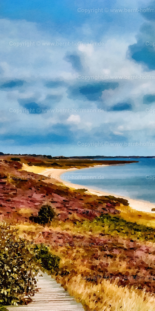 PDM2_2409_BraderupHeide_60x120 | DIGITALKUNST. Braderuper Heide. __ Holzbohlenweg an der Ostküste der Insel Sylt - führt durch die blühende Heidelandschaft in Braderup. __ Formatvariation. Seitenverhältnis = 1 zu 2 - Realisiert mit Pictrs.com